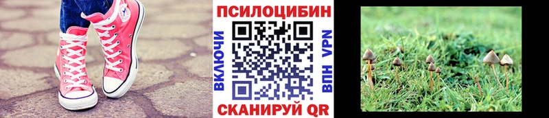 Псилоцибиновые грибы Psilocybe  Купить где  Астрахань 